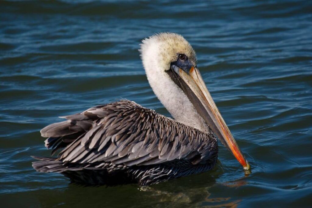 la natura delle Galapagos