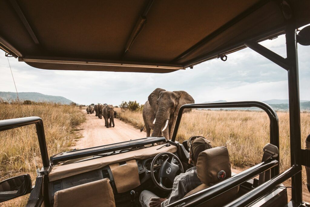 elefani visti dall'interno di un veicolo aperto in un safari in africa