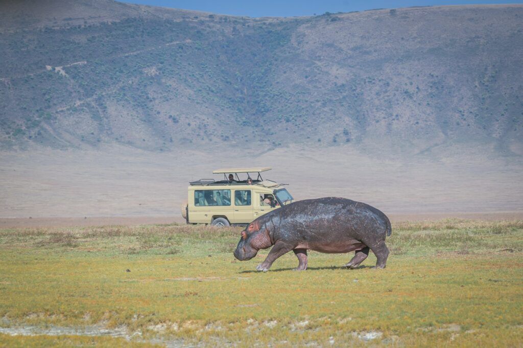 un ippopotamo passa davanti ad un veicolo beige durante un safari in africa