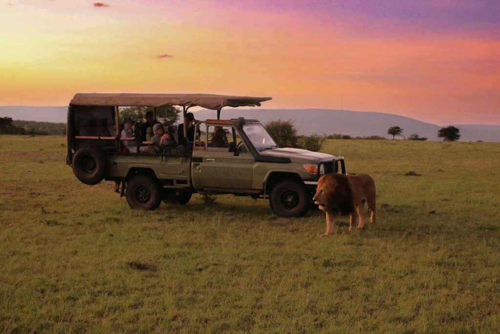 un leone passa davanti ad un'auto durante un safari in africa al tramonto