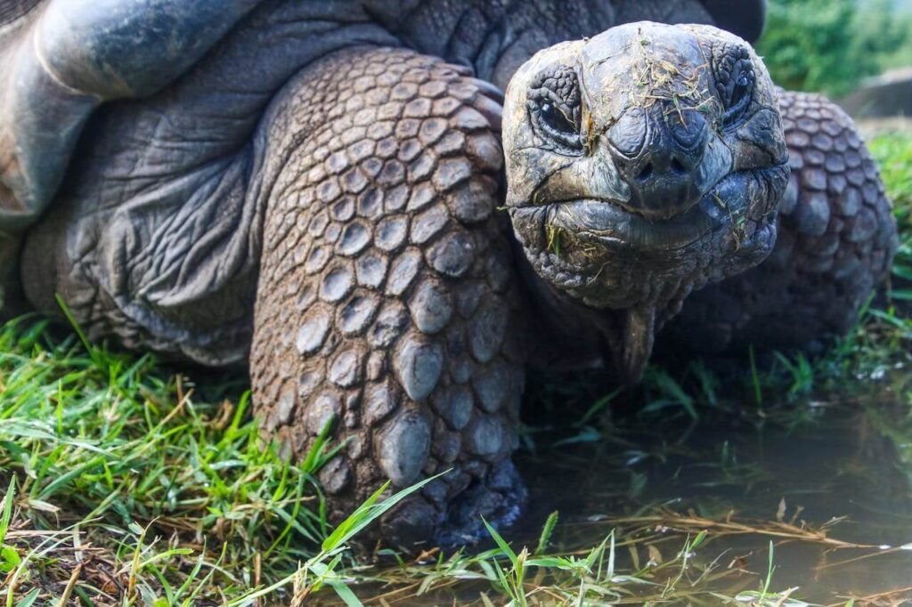 tartarughe giganti delle galapagos