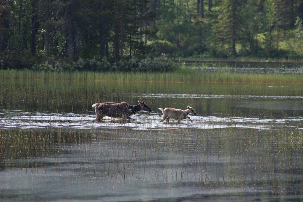 Animali della Lapponia