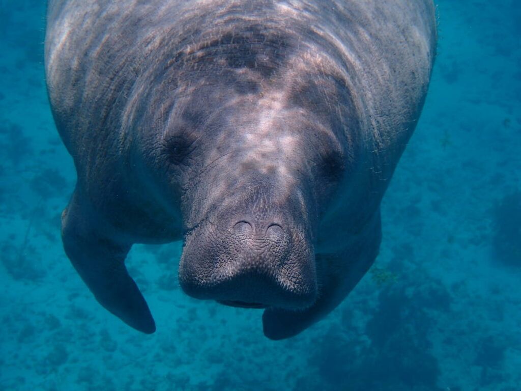 Dugongo in Belize