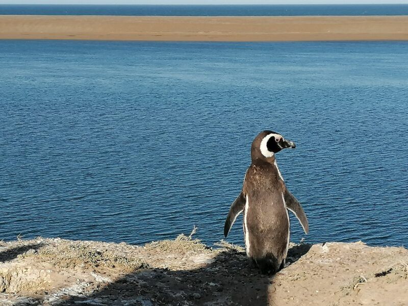 Pinguino penisola valdes Patagonia