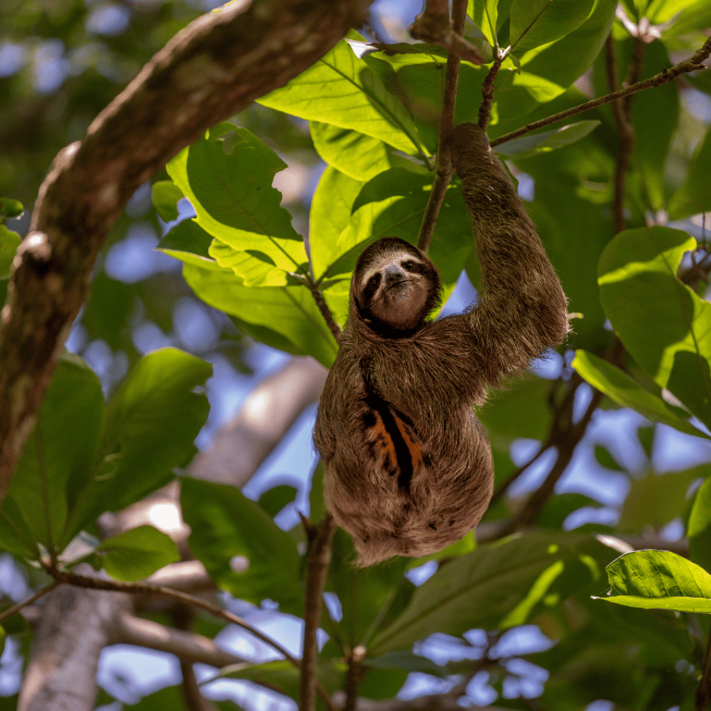 Costa Rica significa anche foreste tropicali e bradipi assonnati