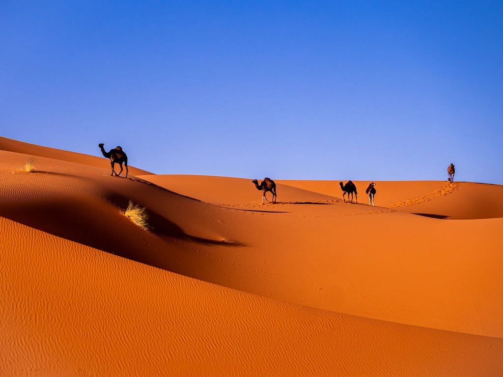 Viaggi nel deserto: Sahara