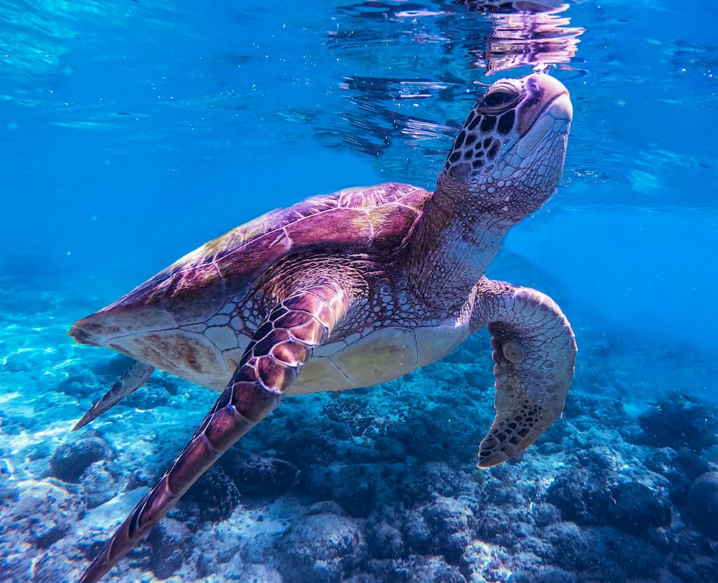 Tartaruga a Moalboal