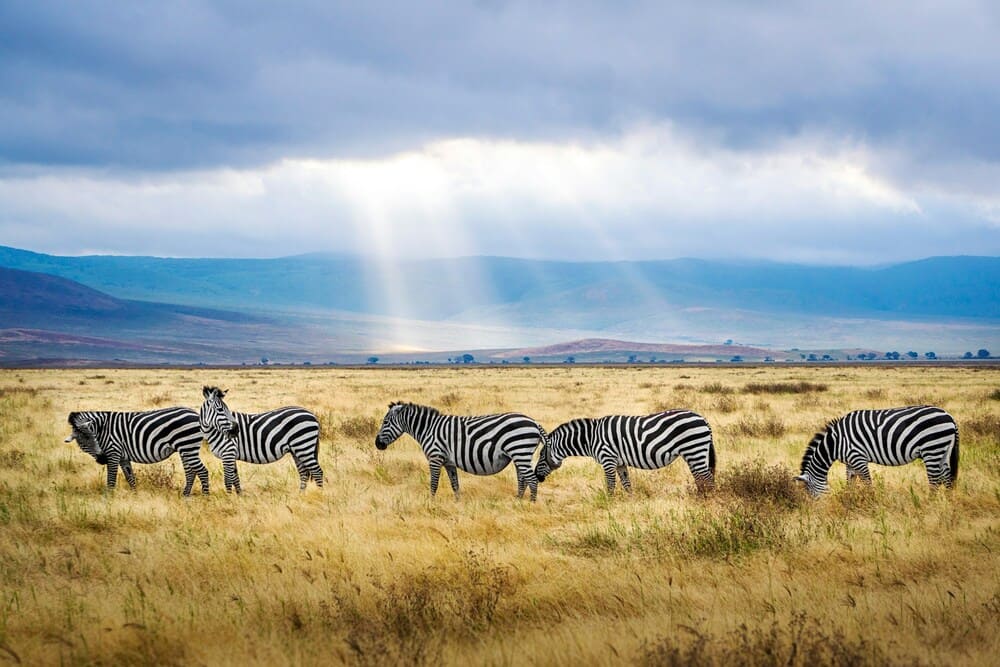 Vacanze per single Tanzania