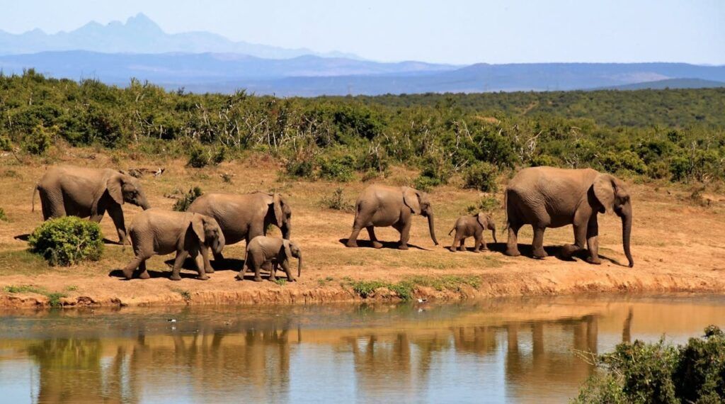 Famiglia di elefanti in cammino vicino a uno stagno nell’Addo Elephant Park