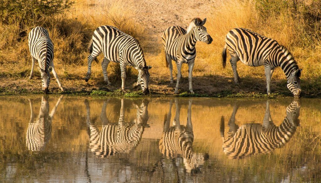 Quattro zebre che si abbeverano in una pozza durante un safari in Sudafrica.