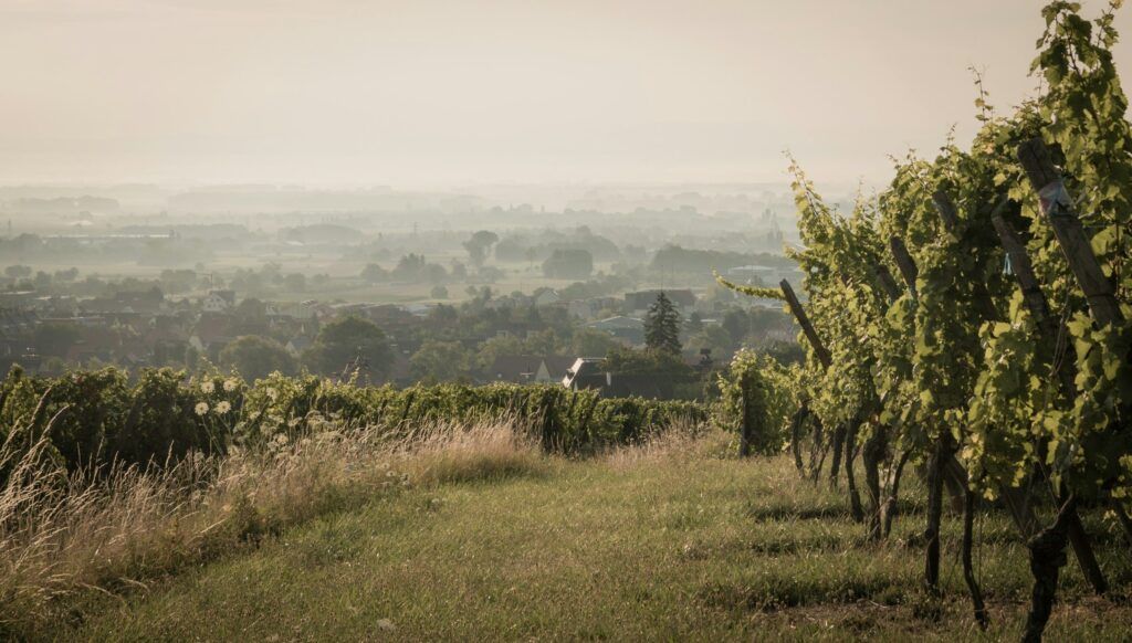 Filari di vite su colline nebbiose in Alsazia