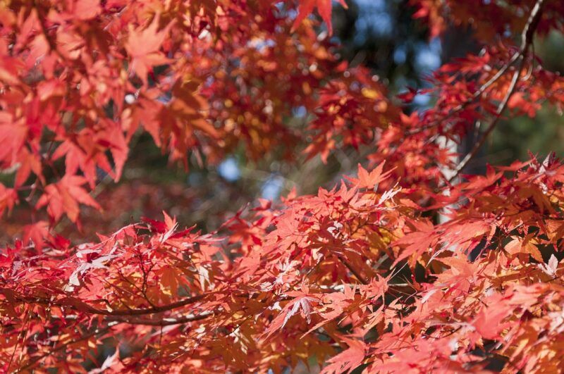Foliage in Giappone