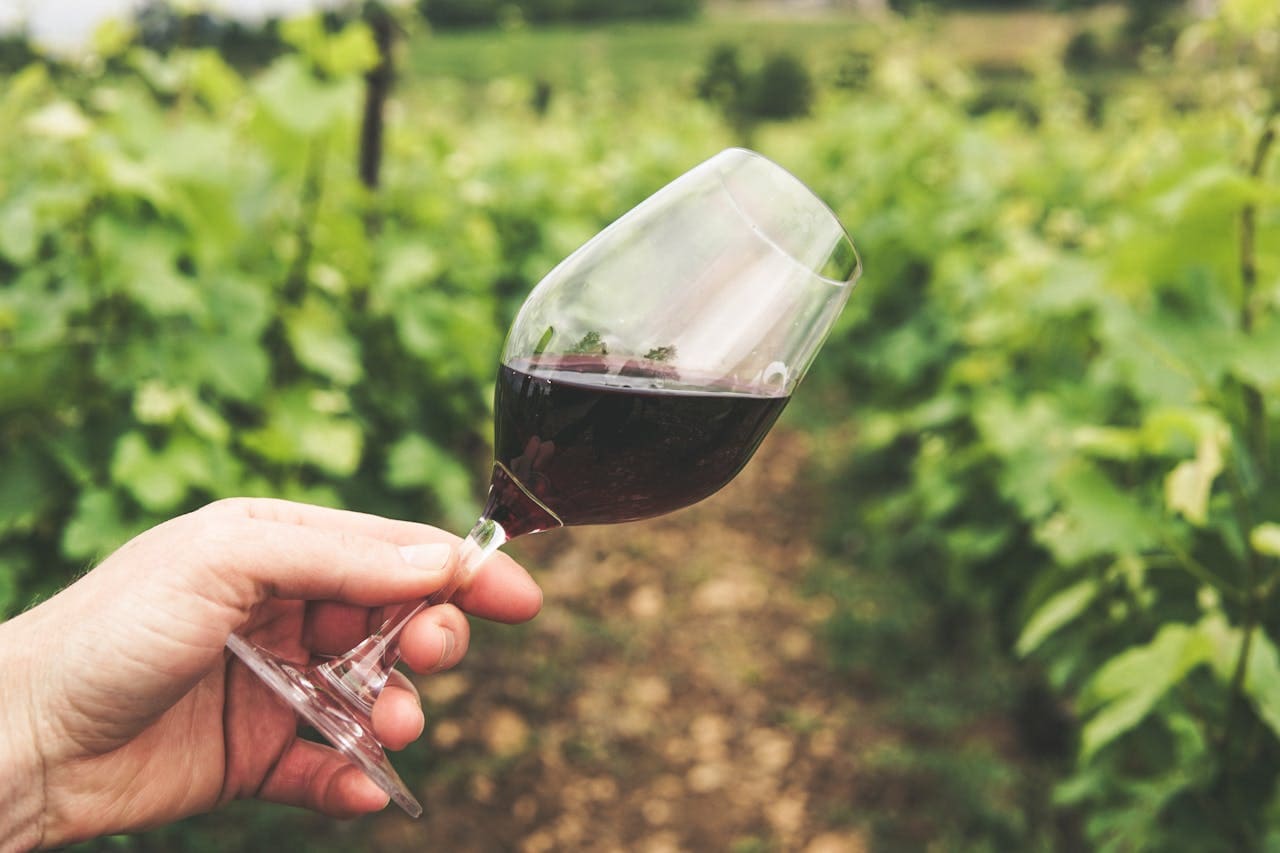Le 6 regioni vinicole francesi più belle
