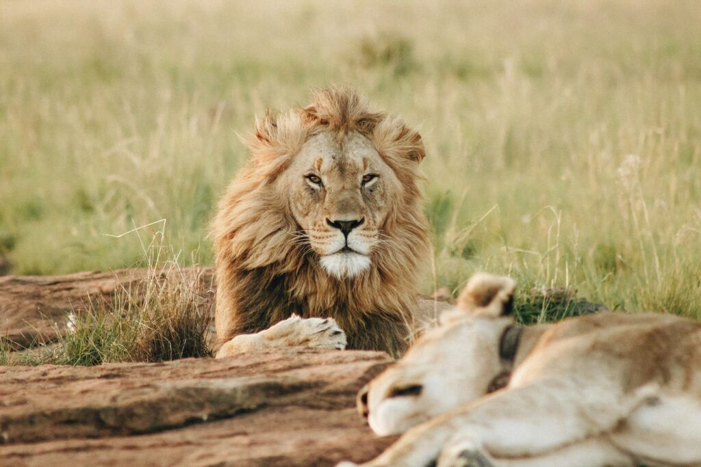 Leone maschio nella savana africana accanto a una leonessa addormentata durante un safari in Kenya