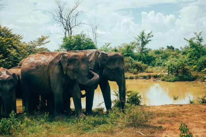 Udawalawe National Park in Sri Lanka, il fascino secolare della lacrima dell’India