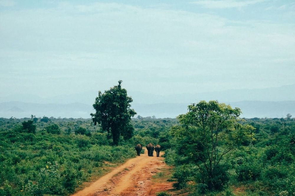Branco di elefanti lungo la strada principale dell'Udawalawe National Park Sri Lanka
