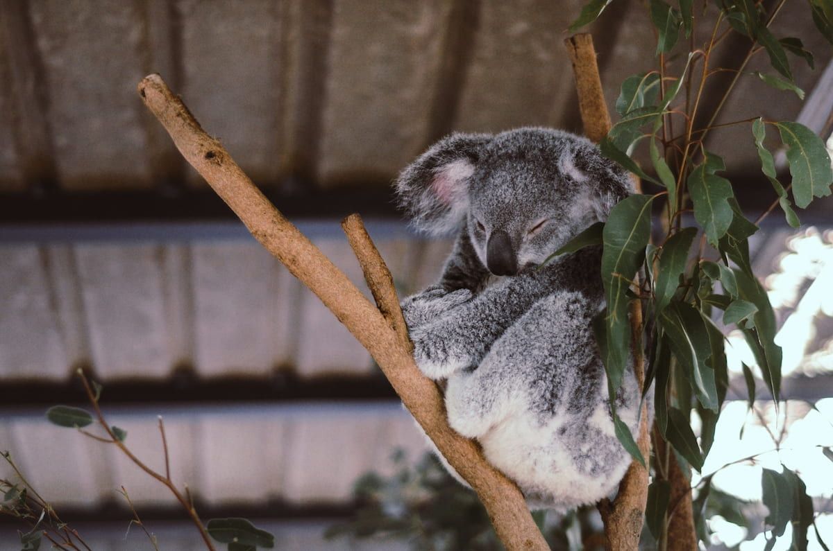 Australia on the road: i percorsi più belli da fare in macchina