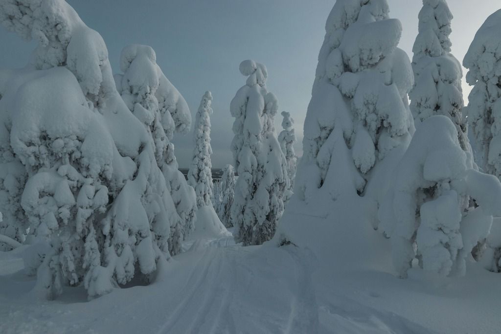 Alberi ricoperti di neve candida in Lapponia