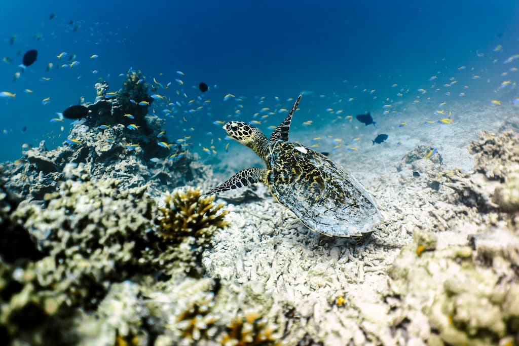 tartaruga nel mare delle maldive