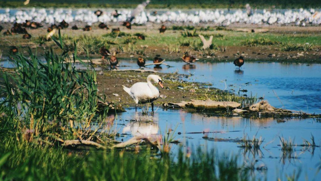 Un cigno nel Delta del Danubio.